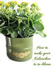 Kalanchoe Blossfeldiana Care How To Grow Florist Kalanchoe Kalanchoe Blossfeldiana House Plant Care Flowering Succulents