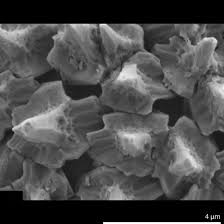 Image result for Pteronia acuminata