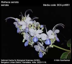 Image result for Rotheca aurantiaca