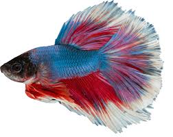 Free Image Siamese Fighting Fish Blue Transparent Background Petanos Siamese Fighting Fish Betta Fish Fish Care