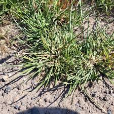 Image result for Hainardia