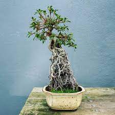 This timing maximizes the stored energy in after taking the cuttings, i replant the mother plant or cover the exposed roots. Beautiful Exposed Root On A Satsuki Azalea In The Brooklyn Botanical Garden Bonsai