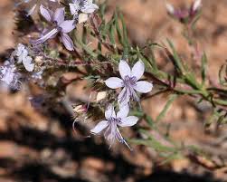 Image result for Dicliptera minor