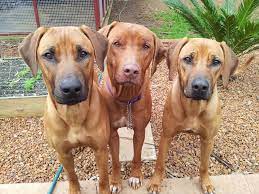Looking for a new best pal? Rhodesian Ridgeback Rescue Australia Home Facebook