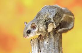 The carolina northern flying squirrel is a nongame animal with no hunting or trapping season. Flying Squirrel Pet Guide Lovetoknow