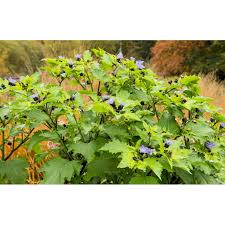 Image result for Nicandra physalodes