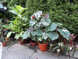 Image result for Hibiscus tiliaceus