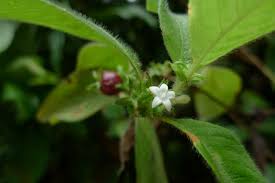 Image result for Sabicea venosa