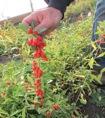 Goji berries can be trained onto a trellis or against a fence, which makes it easy to prune the branches to encourage more fruit. The Goji Berry Plant Grow The Alpha Superfood In Your Garden Countryside