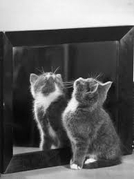 This Small Grey And White Kitten Stares Up At The Ceiling While Sitting Next To A Large Mirror Photographic Print Thomas Fall Allposters Com In 2020 Grey And White Kitten