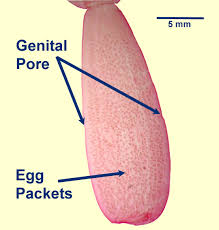 Image result for Dipcadi vaginatum