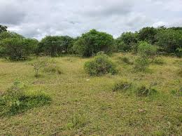 Image result for Oxygonum dregeanum