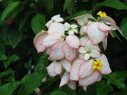 Image result for Mussaenda