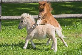 Falabella is a breed of horses whose representatives are the smallest horses in the world. Ponies And Mini Horses 10 Adorable Photos To Brighten Your Day