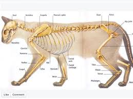 It is lighter, less dense, and more flexible than compact bone. Cat Skeleton Cat Anatomy Feline Anatomy Cat Skeleton