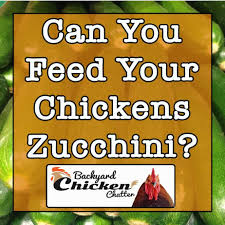 Maybe you would like to learn more about one of these? Can Chickens Eat Zucchini