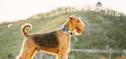 All About Different Types of Terriers - PetCareRx