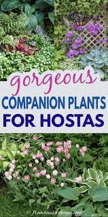 Hosta Companion Plants What To Plant With Hostas Gardening From House To Home Shade Garden Plants Shade Loving Shrubs Shade Garden