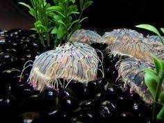 Types Of Jellyfish Top 10 Most Beautiful Types Of Jellyfish On Planet Earth Types Of Jellyfish Beautiful Jellyfish