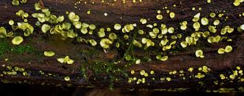 Image result for Chlorosplenium chlora
