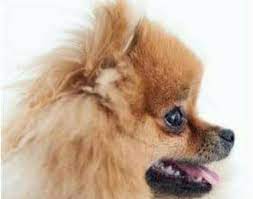 Criadero De Perros Pomerania Cara De Zorro Facebook