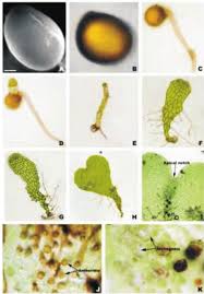 Image result for Microsorum scolopendria