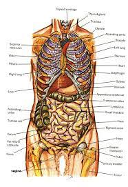 Anatomy Of Human Body Diagrams Human Body Anatomy Human Body Diagram Human Body Organs