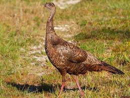 Birds That Look Like Turkeys Seeing A Lone Female Turkey Wandering Through The Property Wild Turkey Wild Female Turkey