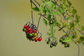 One of summer's greatest traditions is the wild berry harvest. A Quick And Juicy Guide To Berries Of The Northwest The Whole U