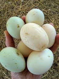 Hoffman S Little Acres Duck Eggs Vs Chicken Eggs Are They All They Re Cracked Up To Be