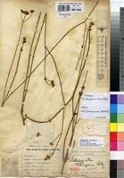 Image result for Schinziella tetragona
