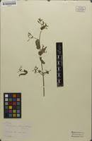 Image result for Dicliptera hensii