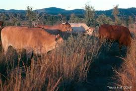 Image result for Indigofera schimperi