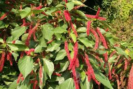 Image result for Acalypha lanceolata