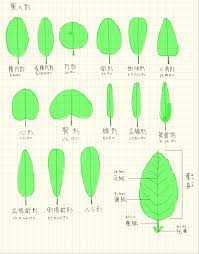 葉の形 植物の覚え方
