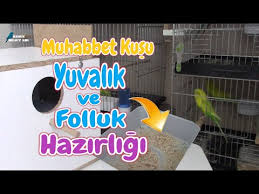Muhabbet Kusu Yuvalik Ve Folluk Nasil Hazirlanir Kafese Nasil Takilir Youtube