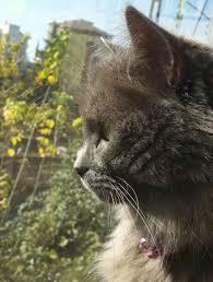 Looking At The Garden Nebelung Cat Russian Blue Cat Nebelung