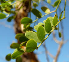 Image result for Acacia exuvialis