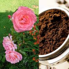 You can even blend or tailor it to ensure it's suitable for your needs and problems. Do Roses Like Coffee Grounds Gardener Report