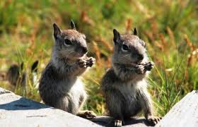 25 Most Intelligent Animals On Earth Animal Intelligence Animals Animals Of The World
