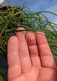 Image result for Rhipsalis baccifera