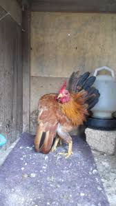 Ayam Hias Serama Siap Kontes Www Tamax Xyz Ayam Ternak Ayam Hiasan