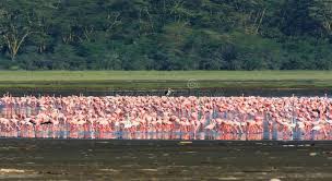 Fühl dich mit airbnb weltweit zuhause. Rosa Flamingomenge Im Nakuru See Kenia Stockfoto Bild Von Leben Ansicht 91603254