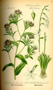 Image result for Lobelia flaccida