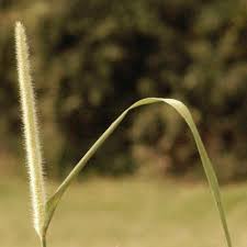 Image result for Cenchrus macrourus