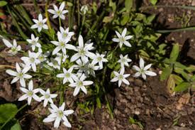 Edelweiss Im Garten Das Mussen Sie Bei Der Pflege Beachten