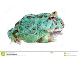 Now, after spending more time on touching him and being around, this little green guy doesn't bite or scream at me anylonger. Der Samurais Blaue Pacman Frosch Lokalisiert Auf Weiss Stockfoto Bild Von Fett Exemplar 124815522