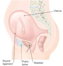 You Are 12 Weeks And 3 Days Pregnant Familyeducation