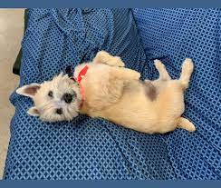 See more ideas about norwich terrier, terrier, norwich. Embark Dog Dna Test Breed