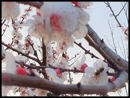 Maybe you would like to learn more about one of these? La Flor Del Almendro Somper